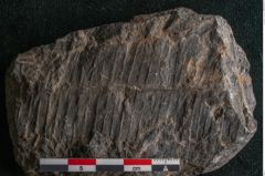 Foto (Detailansicht) von Plantae indet.  (NHMW-GEO-2024-0188-11525)